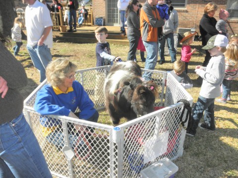 Pony Rides