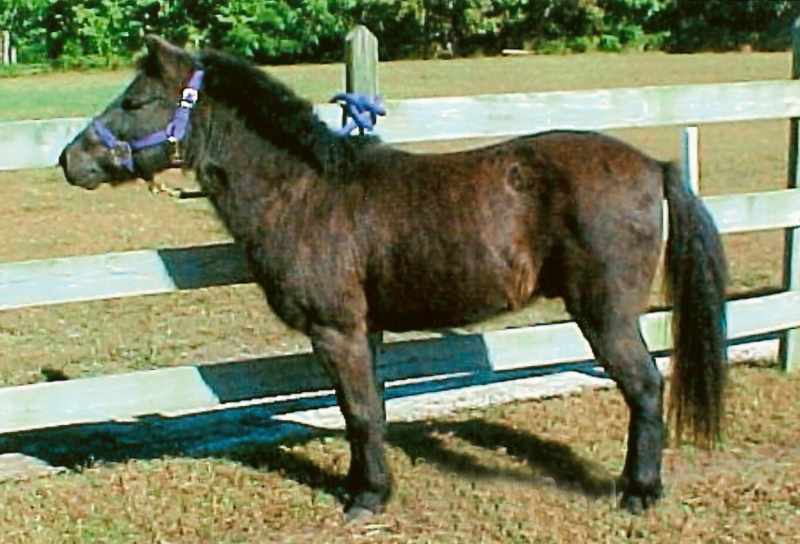 Ponies