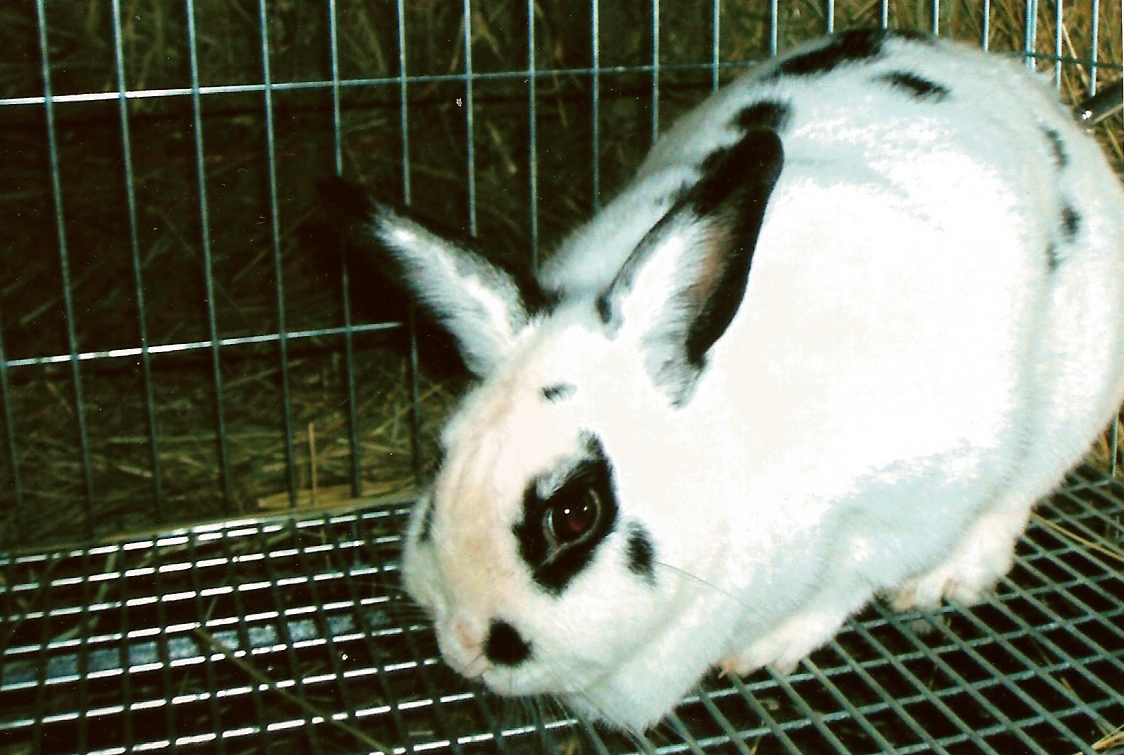 hopscotch bunny