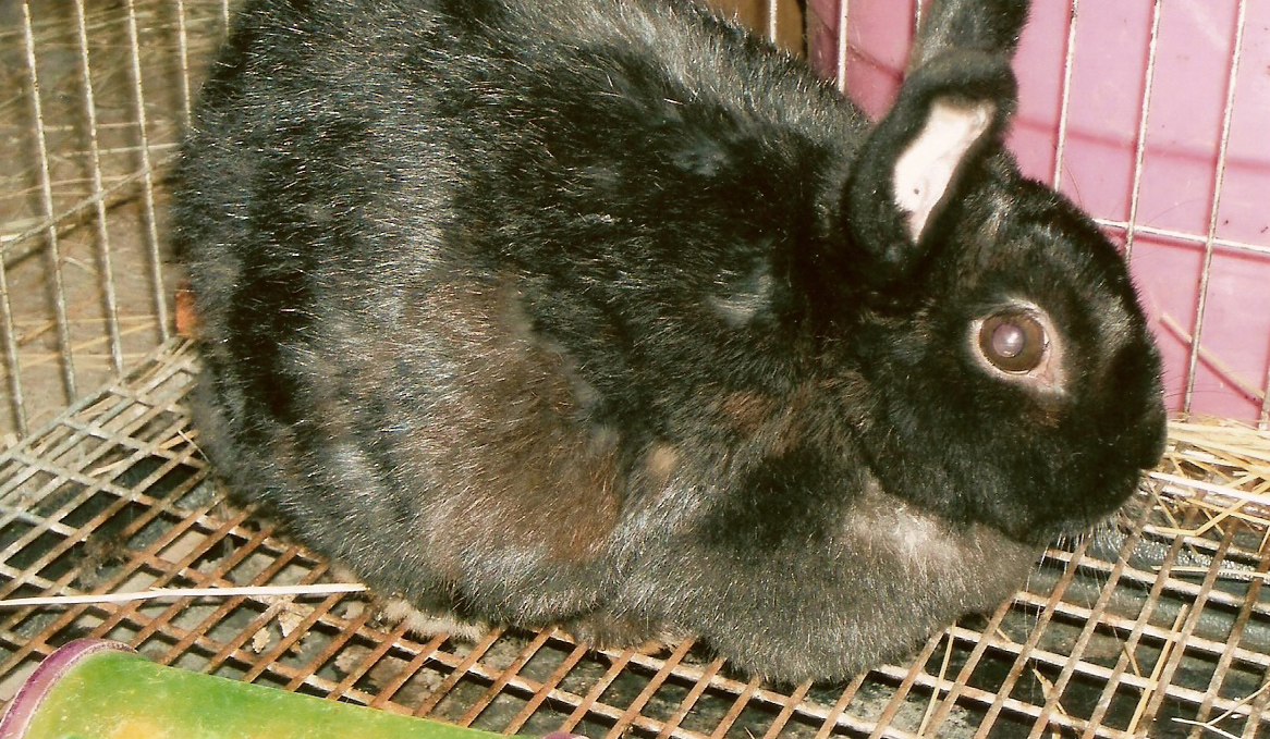 sophie bunny