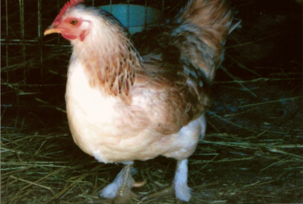 Ashley chicken