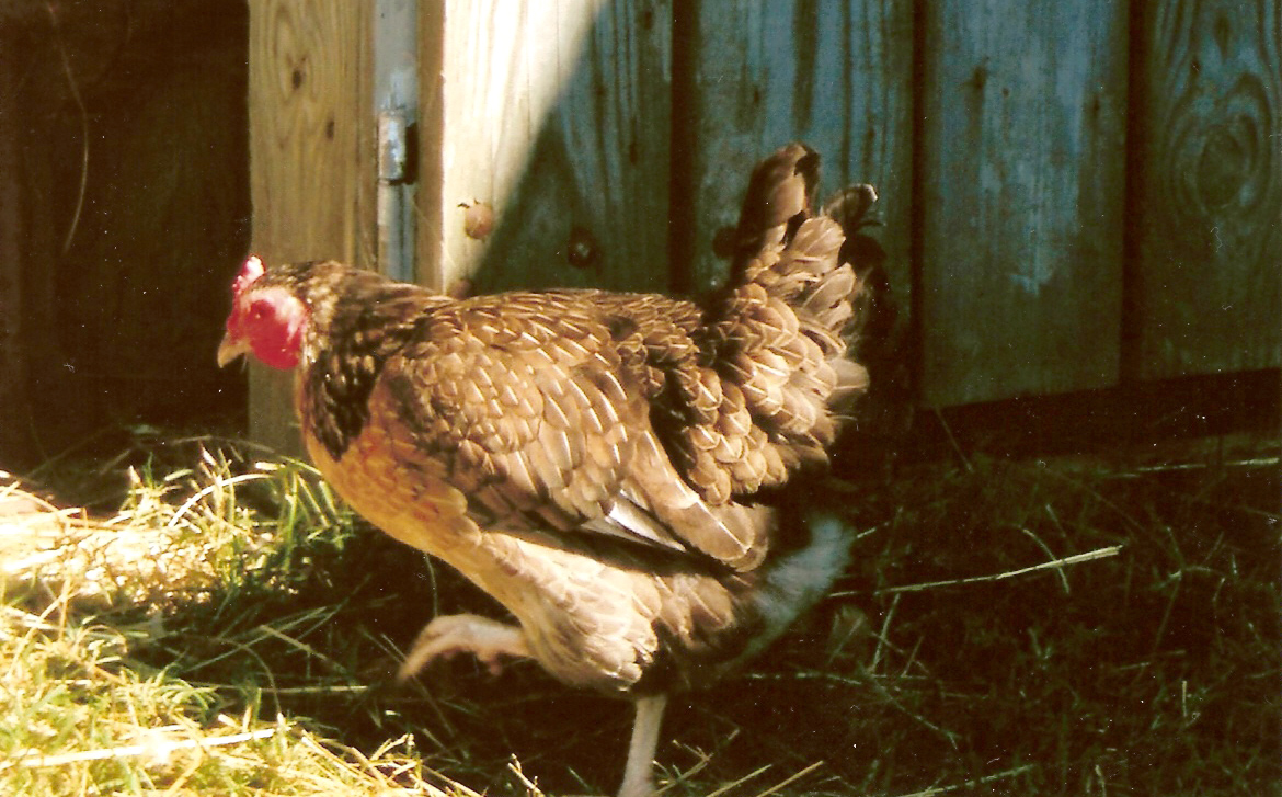 Marigold chicken