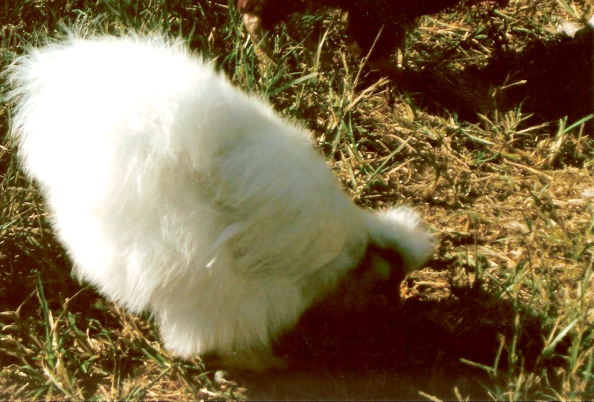 Angel chicken