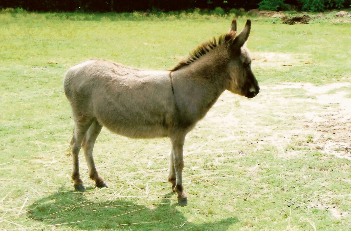 daisy donkey