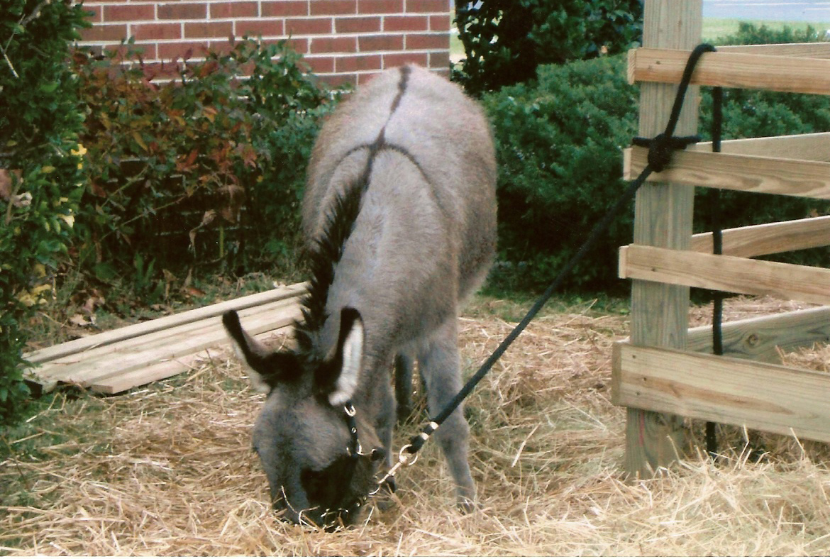 donkey