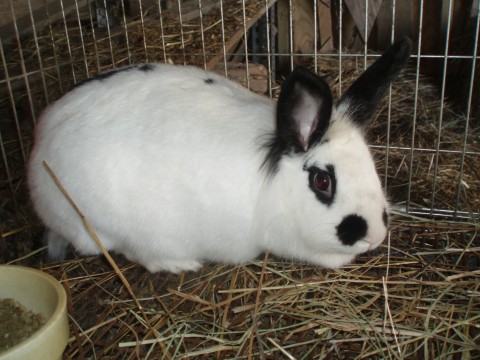 bunny