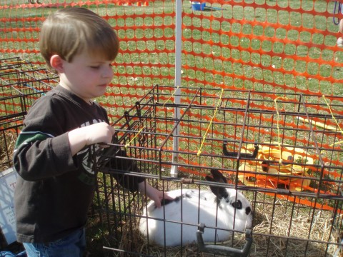 bunny