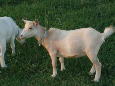 clarabelle