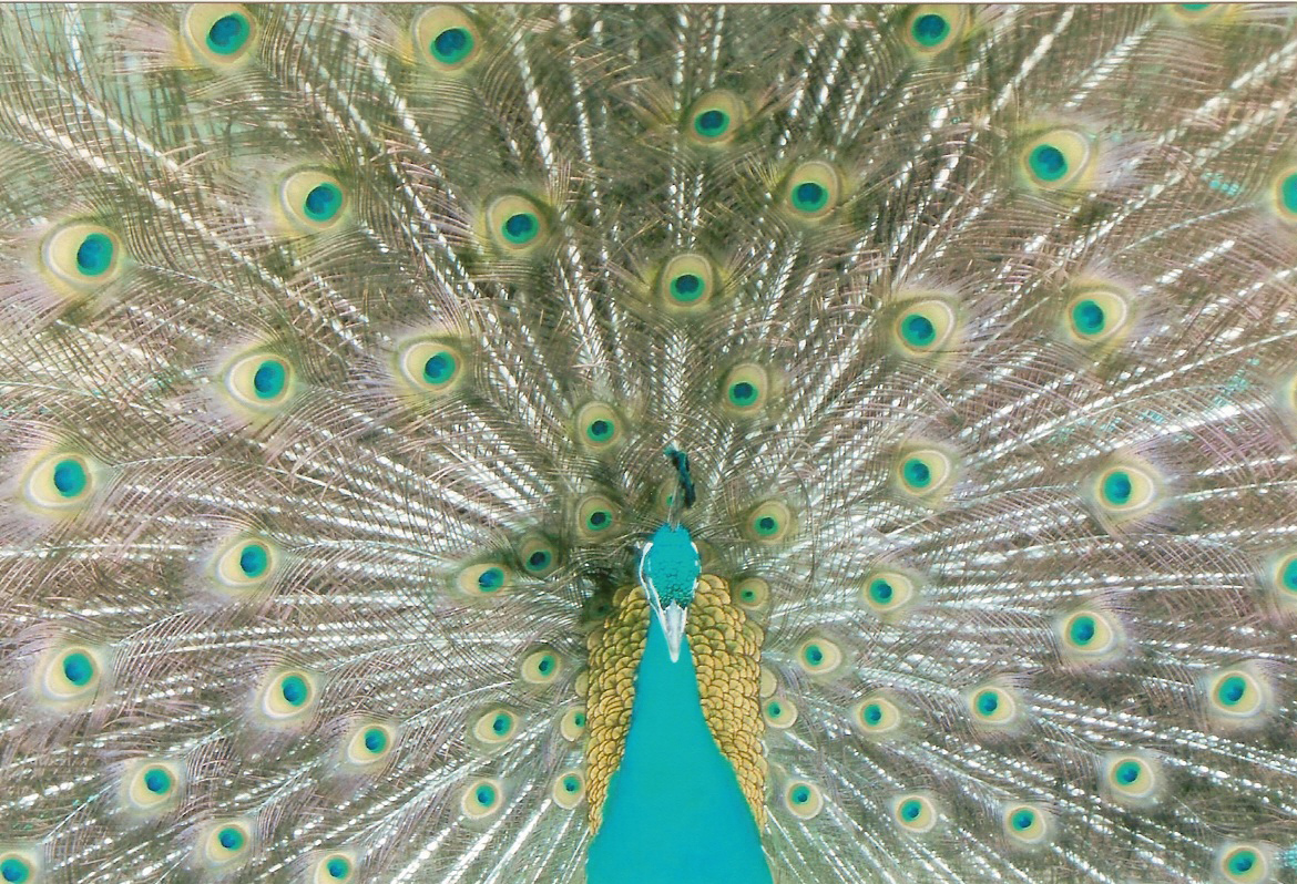 Peacock Jack