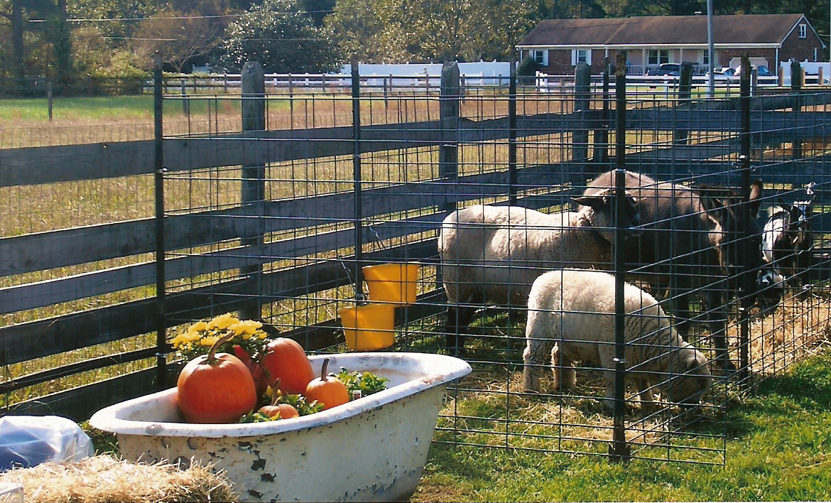 petting zoo