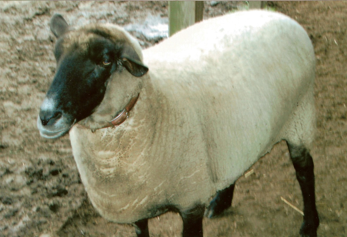 Shelby the sheep